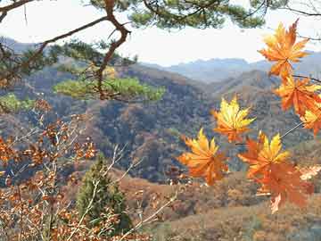 澳门免费最精准龙门客栈——探索旅游住宿的新选择